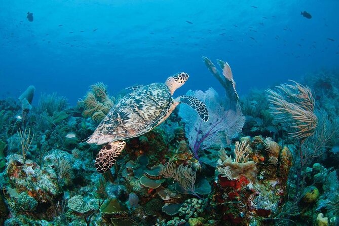 Full Day Fishing, Snorkeling, Iguana Island, Cruising, BBQ