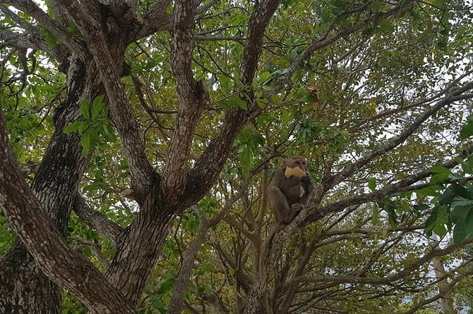 Hue to Hoi an or Hoi an to Hue With Flexible Stop: Hai Van Pass, Monkey Mountain