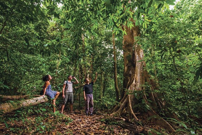 Langkawi Rainforest Jungle Trekking Tour With Private Pickup