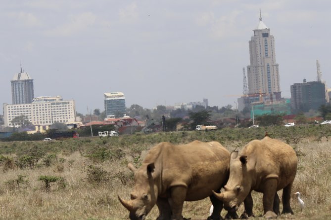 Nairobi National Park Guided Tour