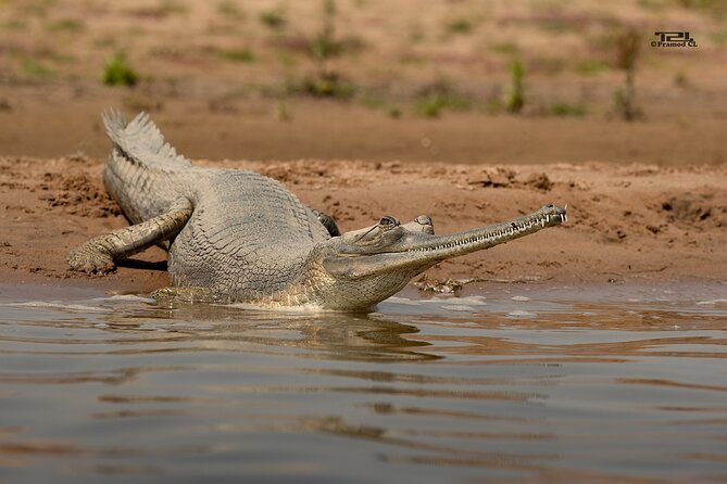 National Chambal Sanctuary With Shared River Safari & Transfers