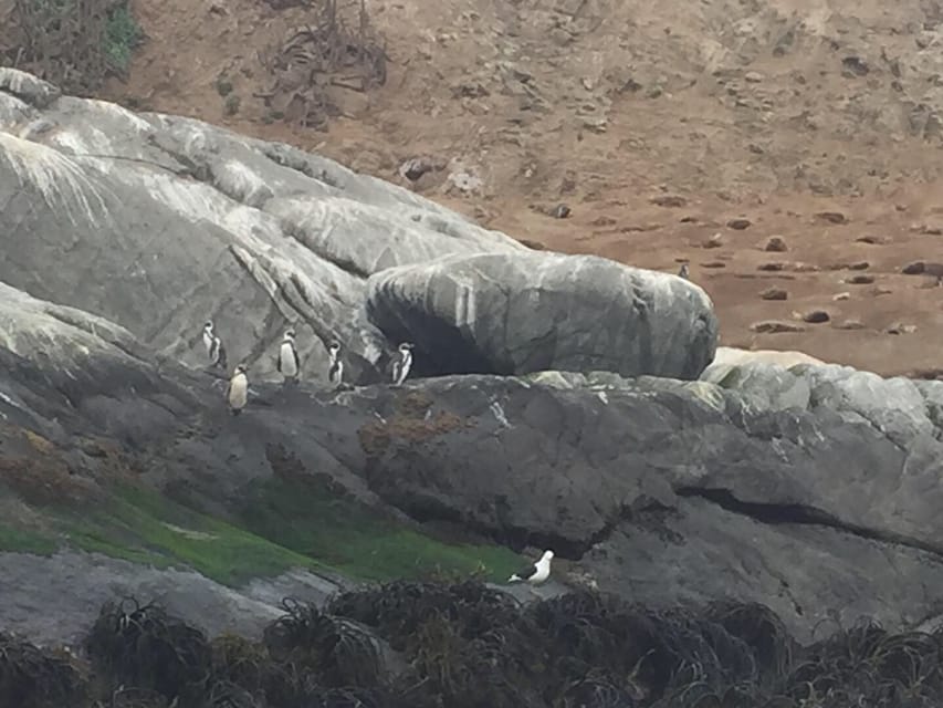 Penguins Watching Cachagua Island in Zapallar From Santiago