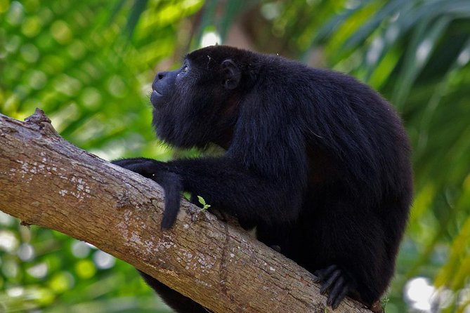 Private Altun Ha Maya Ruin & Howler Monkey Adventure From Belize City