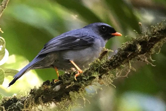 Quetzal Birdwatching Experience at San Gerardo De Dota Group Tour.