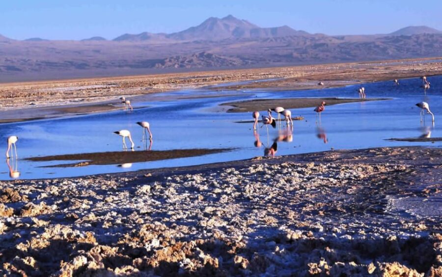 Red Stones, Salar De Atacama and Lakes of the High Plateau