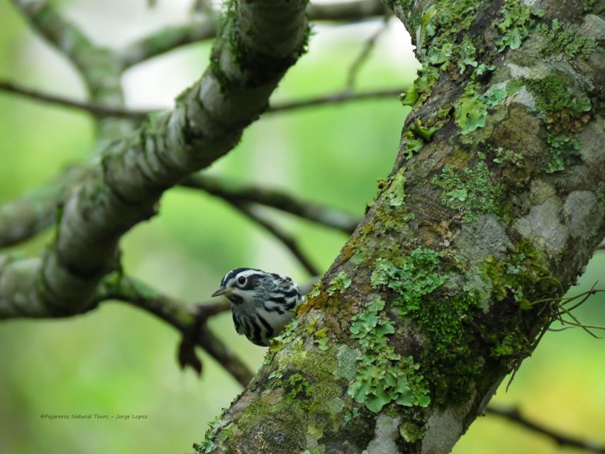 Salento: Hike to Learn About Birds