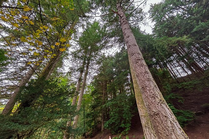 Scone Palace, Nature, Pitlochry, Whisky Experience From Glasgow
