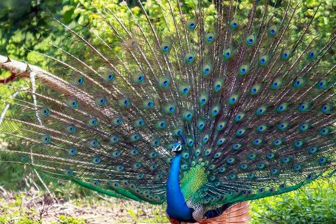 Sri Lanka Leopard Trail ( 15 N/ 16 D)