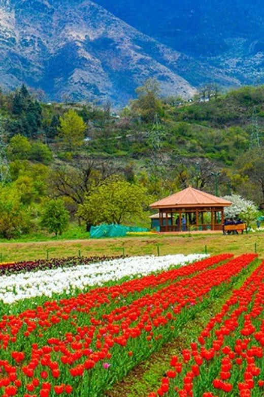 Wonderful Srinagar Holiday With Gulmarg & Pahalgam 5 Days