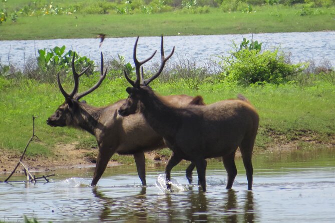Yala National Park Safari From Galle