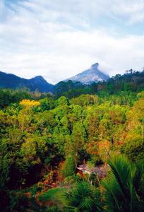 Wollumbin Palms Rainforest Retreat - Additional Services and Activities