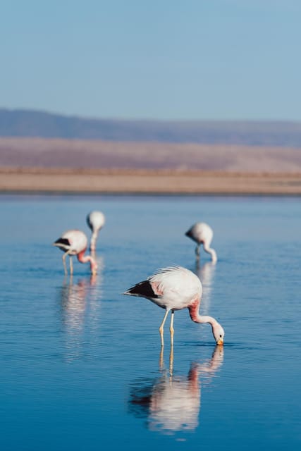 Triple Tour: Red Stones, Highland Lagoons, and Chaxa Lagoon