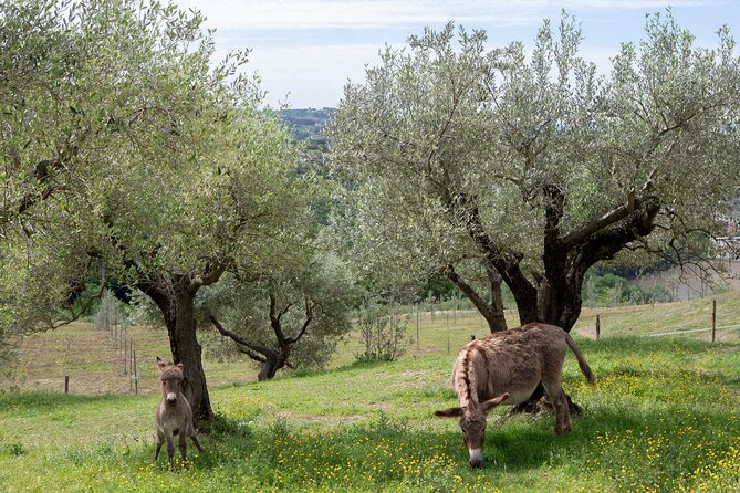 1-Hour Private Tour of the Oil Mill With Tasting in Piedicolle - Experience Details