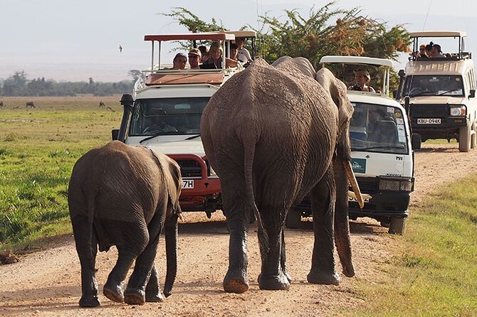 2-Day All Inclusive Safari to Amboseli National Park From Nairobi - Inclusions