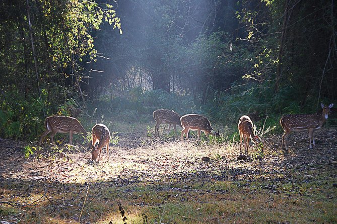 2 Days Bandipur Siddha Gufa Caving - Exclusions