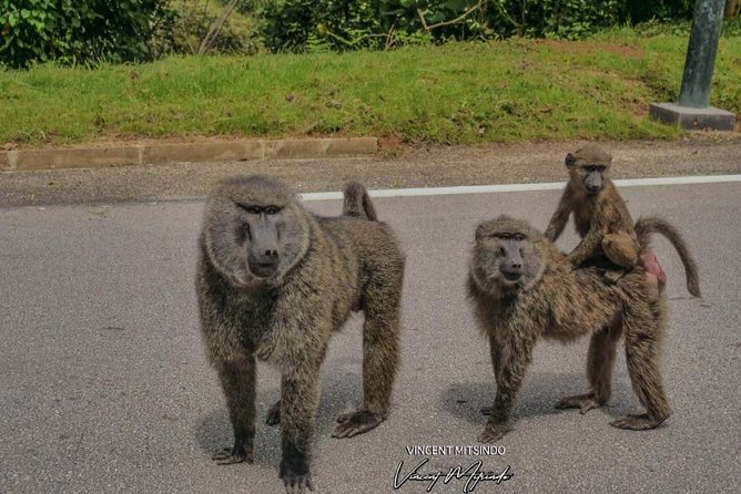 2 Days Chimpanzees Trekking Tour and Canopy Walk Adventure