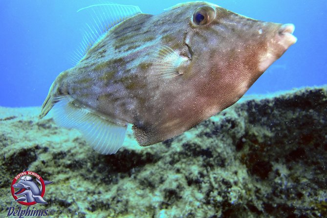 2 Diving Sites Scuba Diving Package in Gran Canaria