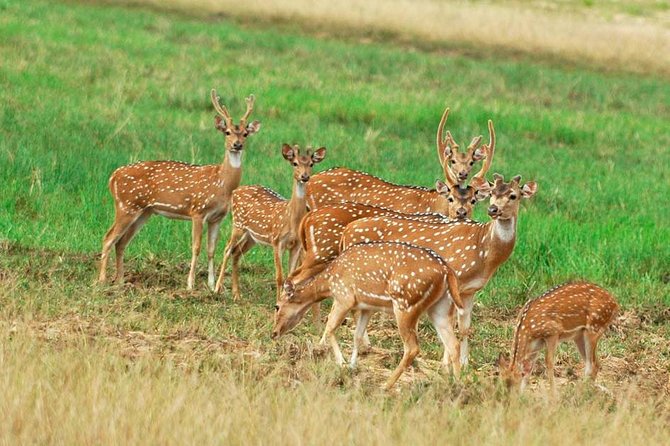 2 Nights Luxury Wild Experience in Leopard Nest With Return Transfers - Accommodation Details