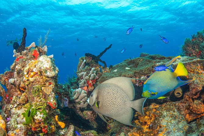 2 Tank Private Boat Dive - Tour Overview