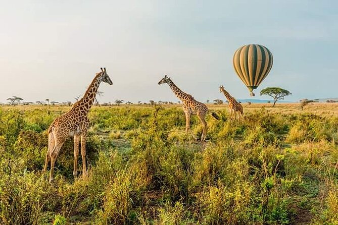 3-Day Masai Mara Budget Camping Safari