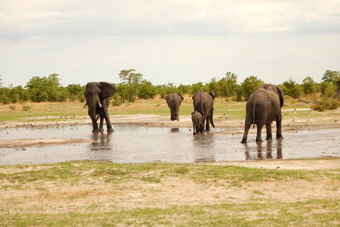 3-Day Moremi Game Reserve- by Walking Stick Safaris