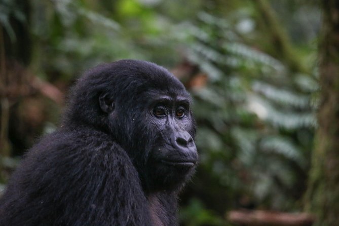 3-Day Rwanda Gorilla Safari - Inclusions and Pricing