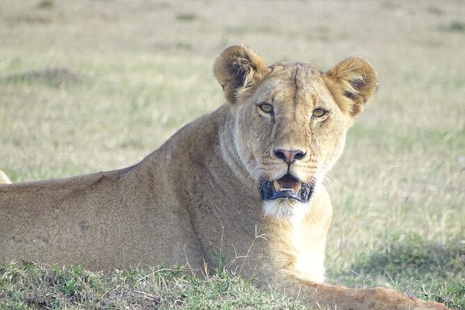 3 Days 2 Nights Budget Masai Mara Safari