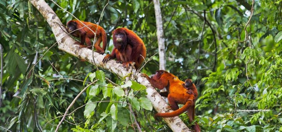 3 DAYS|| Tambopata Wild Amazon