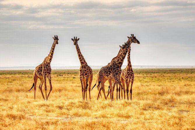 3 Days Tanzania Private Luxury Safari to Serengeti & Ngorongoro - Experiencing Ngorongoro Crater