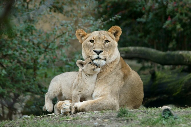 4 Day Safari- Tarangire,Ngorongoro and Serengeti