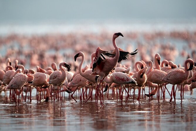 4 Day: Taste of Wildlife - Serengeti Camping Safari Overview