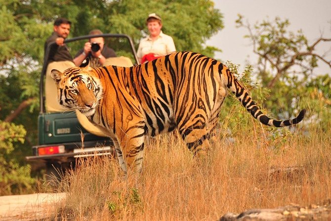 4 Days Guided Jaipur, Ranthambore Tigers, Udaipur Tour With Safari,Lunch & Hotel