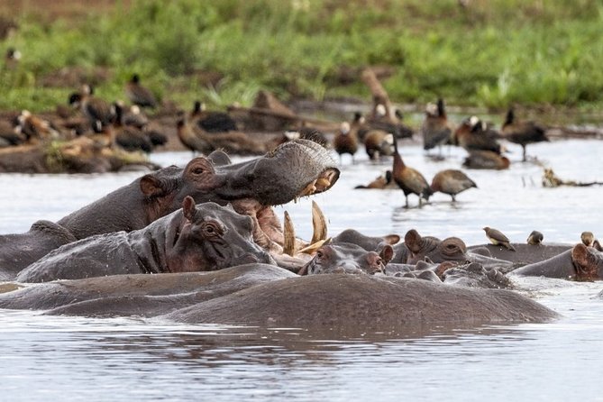 4 Days Private Safari Tour Tanzania
