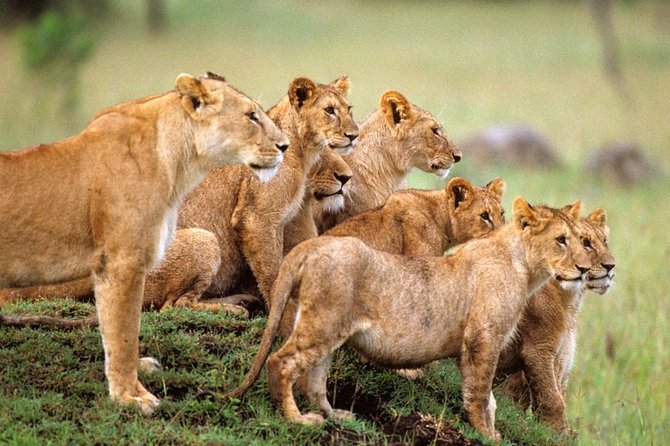 4 Days Serengeti and Ngorongoro Crater Tanzania Tour