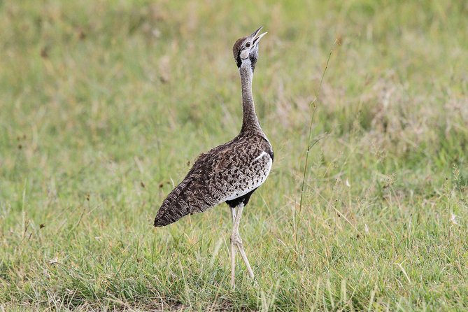 4 Days Tanzania Safari- Lake Manyara NP, Serengeti Np and Ngorongoro Crater - Tour Overview