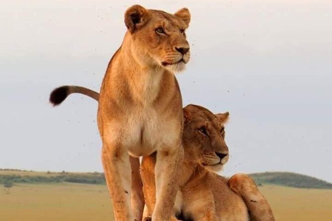 4 Days Tanzania Safari – Tarangire, Serengeti, Ngorongoro