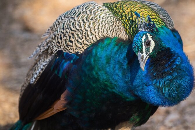 5 Days Golden Triangle Tour With Bird Watching{Delhi Agra Jaipur Bharatpur Tour} - Tour Overview