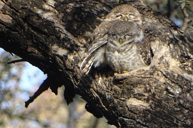 5 Days Golden Triangle With Wildlife