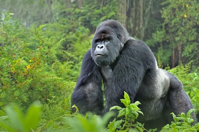 5 Days Gorillas and Chimpanzee Tracking