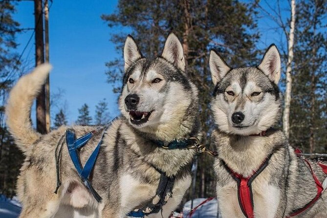 5KM Husky Sled Ride From Levi - Itinerary and Activities