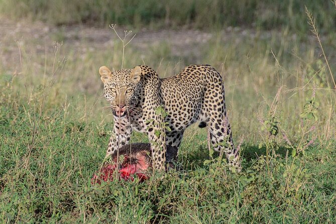 6-Day Tanzania Adventures Safaris - Group Joining Camping Safaris - Overview of the Safari Experience