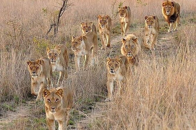 6 Days Best of Kenya Safaris Maasai Mara-Lake Nakuru Amboseli National Park