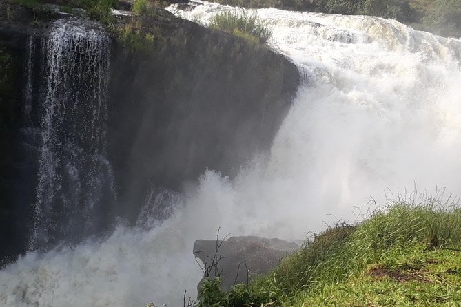6 Days Chimps, Gorillas & Murchison Falls Africas Big Five Experience Safari