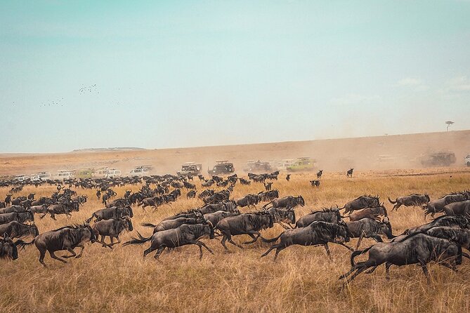 6 Days Luxury Migration Safari-Northern Tanzania - Safari Highlights