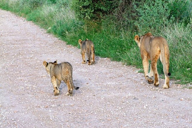 7 Days Tsavo East, Taita, Amboseli & Sanctuarysafari From Mombasa