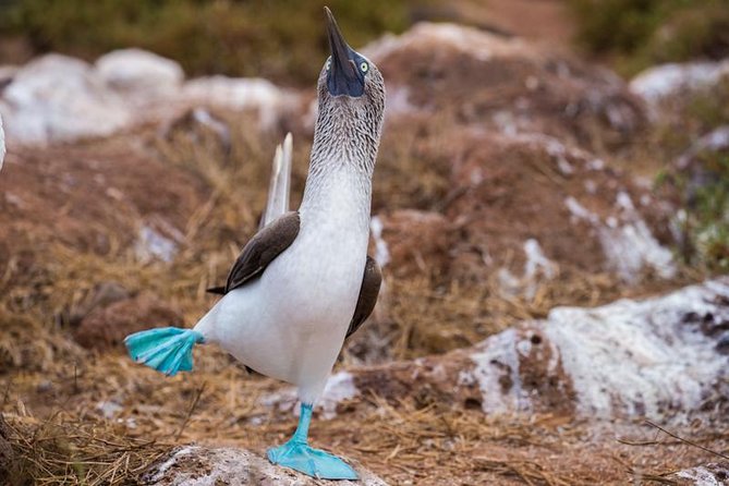 8-Day Best of Quito and Galapagos -Santa Cruz, Isabela & Unhinhabited Island