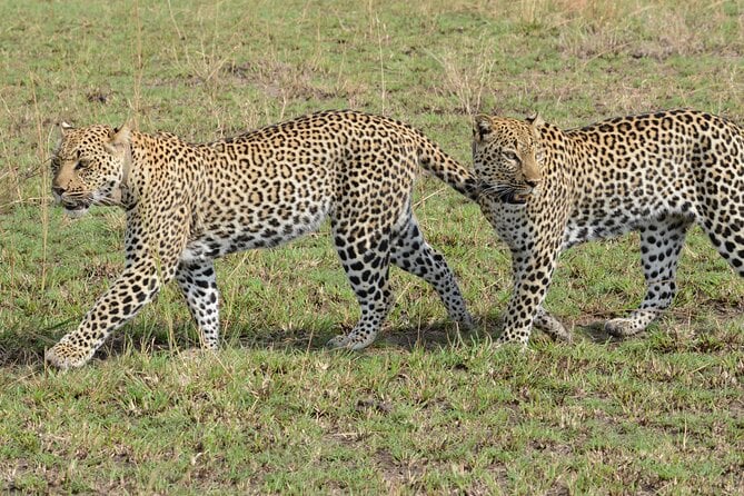 8-Day Private Uganda Big 5 Luxury Safari With Gorillas and Chimps