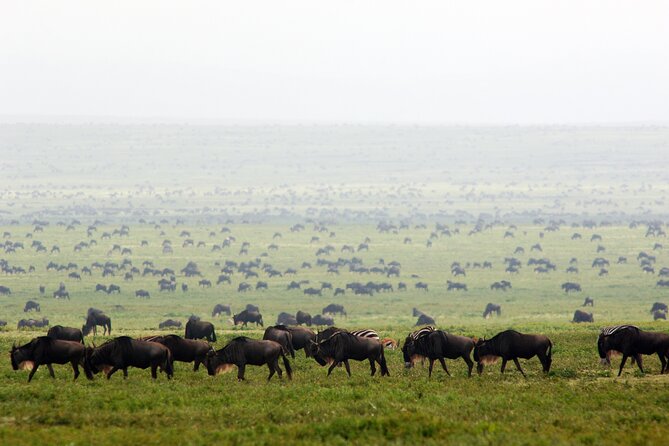 8-Day Tanzania Migration Footsteps – Midrange