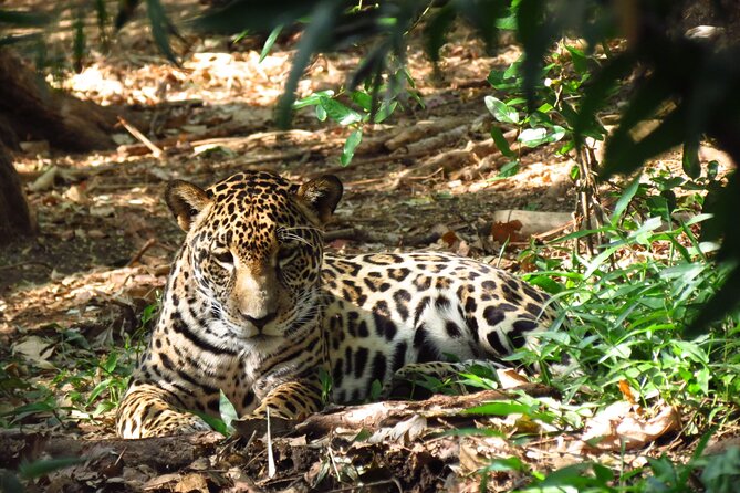 Admission Ticket to Las Pumas Rescue Center - Location Information