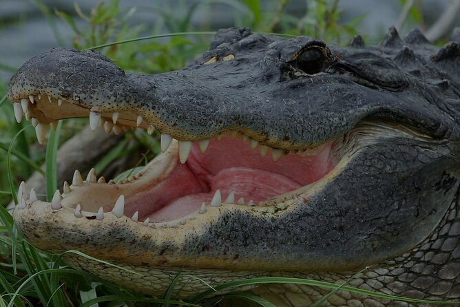 Airboat Rides Fort Lauderdale With Captain Wayne